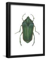 Green June Beetle (Cotinus Nitida), Insects-Encyclopaedia Britannica-Framed Poster