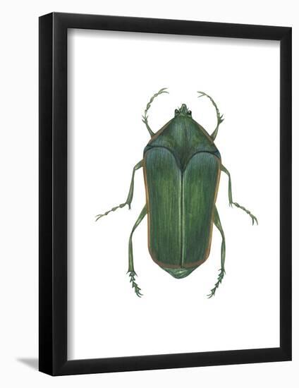 Green June Beetle (Cotinus Nitida), Insects-Encyclopaedia Britannica-Framed Poster