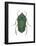 Green June Beetle (Cotinus Nitida), Insects-Encyclopaedia Britannica-Framed Poster
