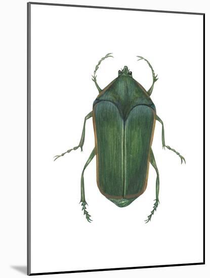 Green June Beetle (Cotinus Nitida), Insects-Encyclopaedia Britannica-Mounted Poster