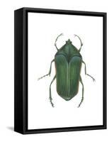 Green June Beetle (Cotinus Nitida), Insects-Encyclopaedia Britannica-Framed Stretched Canvas