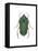 Green June Beetle (Cotinus Nitida), Insects-Encyclopaedia Britannica-Framed Stretched Canvas