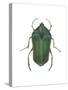 Green June Beetle (Cotinus Nitida), Insects-Encyclopaedia Britannica-Stretched Canvas