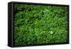 Green Kale Fresh Produce Photo Poster Print-null-Framed Stretched Canvas