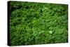 Green Kale Fresh Produce Photo Poster Print-null-Stretched Canvas