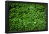 Green Kale Fresh Produce Photo Poster Print-null-Framed Poster