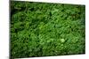 Green Kale Fresh Produce Photo Poster Print-null-Mounted Poster