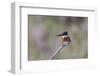 Green Kingfisher Male on Hunting Perch-Larry Ditto-Framed Photographic Print