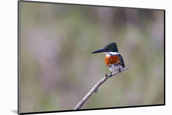 Green Kingfisher Male on Hunting Perch-Larry Ditto-Mounted Photographic Print