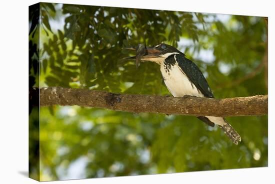 Green Kingfisher-Joe McDonald-Stretched Canvas