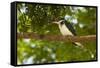 Green Kingfisher-Joe McDonald-Framed Stretched Canvas