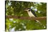 Green Kingfisher-Joe McDonald-Stretched Canvas