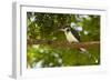 Green Kingfisher-Joe McDonald-Framed Photographic Print