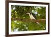 Green Kingfisher-Joe McDonald-Framed Photographic Print