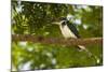 Green Kingfisher-Joe McDonald-Mounted Photographic Print