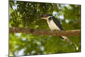 Green Kingfisher-Joe McDonald-Mounted Photographic Print