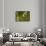 Green Kingfisher-Joe McDonald-Framed Photographic Print displayed on a wall
