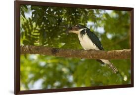 Green Kingfisher-Joe McDonald-Framed Photographic Print