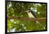 Green Kingfisher-Joe McDonald-Framed Photographic Print