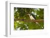 Green Kingfisher-Joe McDonald-Framed Photographic Print