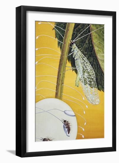 Green Lacewing-null-Framed Giclee Print