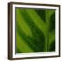 Green Leaf Close up 1-Tom Quartermaine-Framed Giclee Print