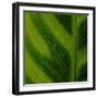 Green Leaf Close up 1-Tom Quartermaine-Framed Giclee Print