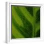 Green Leaf Close up 1-Tom Quartermaine-Framed Giclee Print