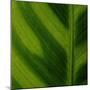 Green Leaf Close up 1-Tom Quartermaine-Mounted Giclee Print