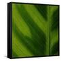 Green Leaf Close up 1-Tom Quartermaine-Framed Stretched Canvas