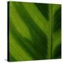 Green Leaf Close up 1-Tom Quartermaine-Stretched Canvas