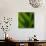 Green Leaf Close up 1-Tom Quartermaine-Giclee Print displayed on a wall