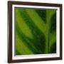 Green Leaf Close up 1-Tom Quartermaine-Framed Giclee Print