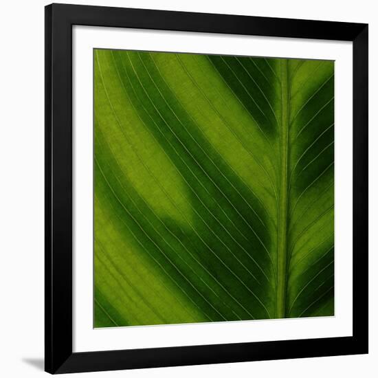 Green Leaf Close up 1-Tom Quartermaine-Framed Giclee Print