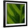 Green Leaf Close up 1-Tom Quartermaine-Framed Giclee Print