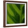 Green Leaf Close up 1-Tom Quartermaine-Framed Giclee Print