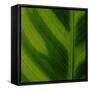 Green Leaf Close up 1-Tom Quartermaine-Framed Stretched Canvas