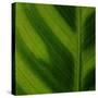 Green Leaf Close up 1-Tom Quartermaine-Stretched Canvas