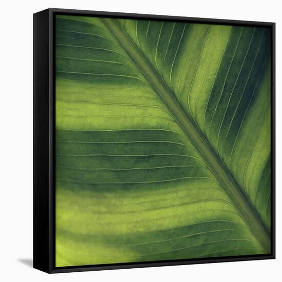Green Leaf Close up 2-Tom Quartermaine-Framed Stretched Canvas