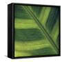 Green Leaf Close up 2-Tom Quartermaine-Framed Stretched Canvas