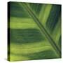 Green Leaf Close up 2-Tom Quartermaine-Stretched Canvas