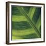 Green Leaf Close up 2-Tom Quartermaine-Framed Giclee Print