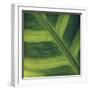 Green Leaf Close up 2-Tom Quartermaine-Framed Giclee Print