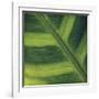 Green Leaf Close up 2-Tom Quartermaine-Framed Giclee Print