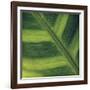 Green Leaf Close up 2-Tom Quartermaine-Framed Giclee Print