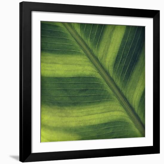 Green Leaf Close up 2-Tom Quartermaine-Framed Giclee Print