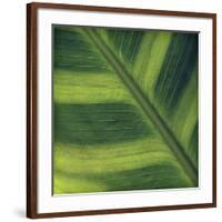 Green Leaf Close up 2-Tom Quartermaine-Framed Giclee Print