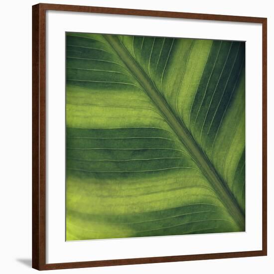 Green Leaf Close up 2-Tom Quartermaine-Framed Giclee Print