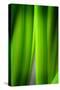 Green Leaf Curtains-Philippe Sainte-Laudy-Stretched Canvas