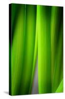 Green Leaf Curtains-Philippe Sainte-Laudy-Stretched Canvas